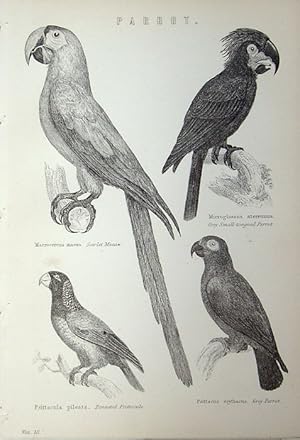 Seller image for Parrots. for sale by theoldmapman