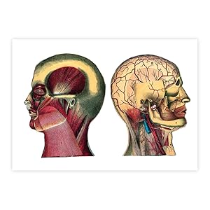 Anatomy of the head