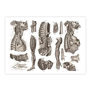 Anatomy of the nerves 1850