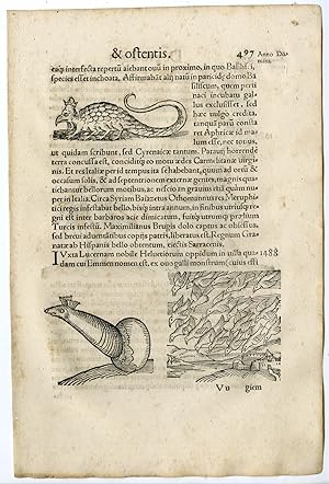 Rare Antique Print-CREATURE-EGG-BIRDS-HAIRY HUMANOIDS-NORWAY-Lycosthenes-1557