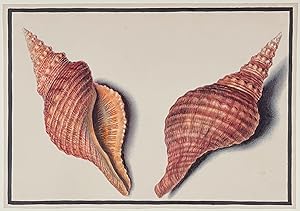 Original Watercolor of Shells