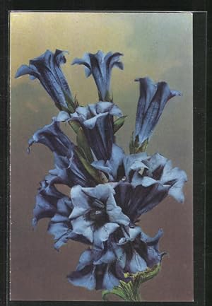 Bild des Verkufers fr Knstler-Ansichtskarte Photochromie Nr. 1366: Blaue Blten mit Blattgrn zum Verkauf von Bartko-Reher
