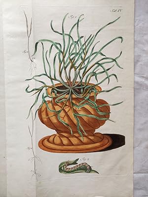 Bild des Verkufers fr Physikalisch-Mikroskopische Zergliederung des Korns oder Rokens, zum Verkauf von Antiquariat H. Carlsen