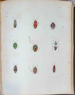 Bild des Verkufers fr Agriculture of New York. Volume V. [Insects] Comprising an account of the classification, composition and distribution of the soils and rocks, and of the climate and agricultural productions of the state. Together with descriptions of the more common and injurious species of insects. zum Verkauf von Rodger Friedman Rare Book Studio, ABAA