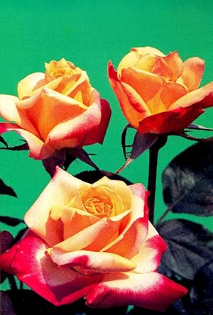 American Rose Society Annual, 1985. [Vol.70][Dolly Parton, the rose and the lady; Striped Roses; ...