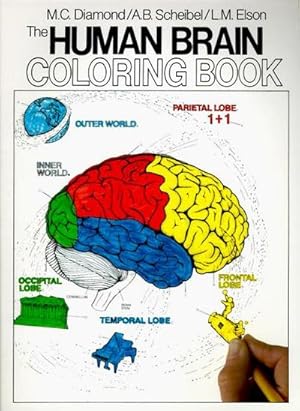 Seller image for The Human Brain Coloring Book : A Coloring Book for sale by AHA-BUCH GmbH