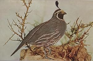Seller image for California Quail for sale by Mobyville