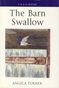 The barn swallow