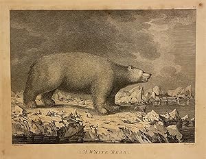 A White Bear