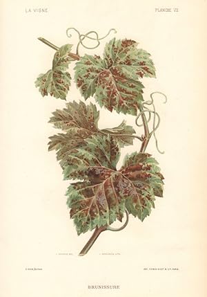 Brunissure [Brunissure (Plasmodiophora Vitis)]