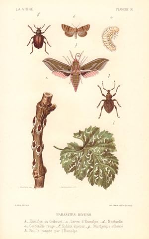 Parasites divers [Miscellaneous pests]