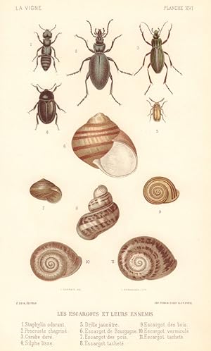 Les Escargots et leurs ennemis [Snails and their enemies]