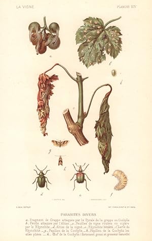 Parasites divers [Miscellaneous pests]