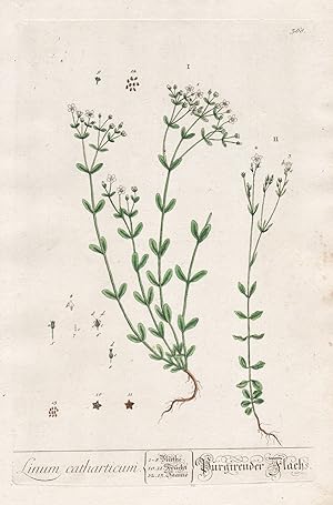 "Linum catharticum" - Purgier-Lein purging flax Flachs Leinkraut Leinkräuter Kräuter herbs flower...