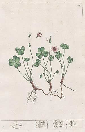 "Lujula" - Klee clover Sauerklee Oxalis Botanik Botanical Botany Kräuterbuch herbal Herbarium