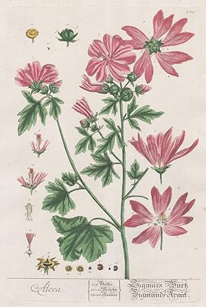 "Alcea" - hollyhocks Stockrosen Stockmalve Blumen flowers Botanik Botanical Botany Kräuterbuch he...