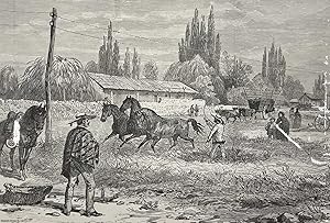 Image du vendeur pour Threshing Corn in Chile. An original print from the Illustrated London News, 1889. mis en vente par Cosmo Books
