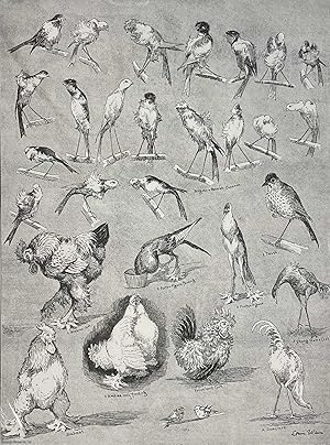 Bild des Verkufers fr Louis Wain : Sketches from the National Poultry Show, Crystal Palace and the London Ornithological Society's Show, Agricultural Hall. An original print from the Illustrated London News, 1889. zum Verkauf von Cosmo Books