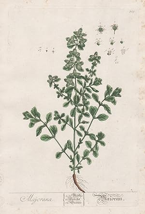 "Majorana" - Majoran Marjoram herb herbs Kräuter Botanik botanical botany Kräuterbuch herbal Herb...
