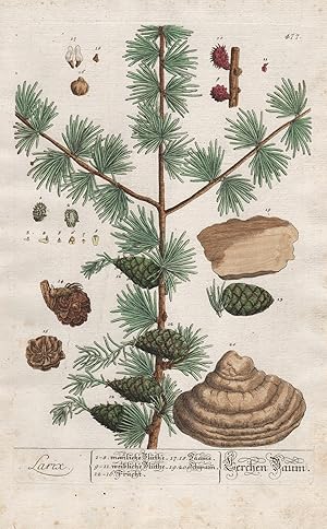 "Larix - Lerchen Baum" - Lärchenbaum Larch tree Lärche Pflanze plant botanical botany Kräuterbuch...