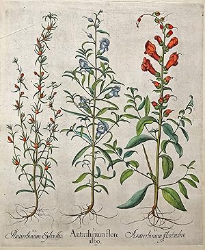 Löwenmaul, "I. Antirrhinum flore albo II. Antirrhinum flowubro III. Antirrhinum Sylvestre." - Gar...