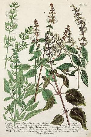 a. Ocimum latisolium maculatum, braun Basilien. b. Ocinum seu Basilicum citri odore, Basilic, Bas...