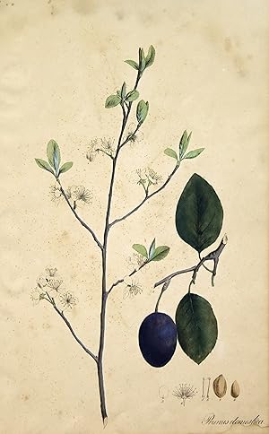 Bild des Verkufers fr Prunus domestica", Frucht u. Bltenstand. zum Verkauf von Antiquariat Clemens Paulusch GmbH