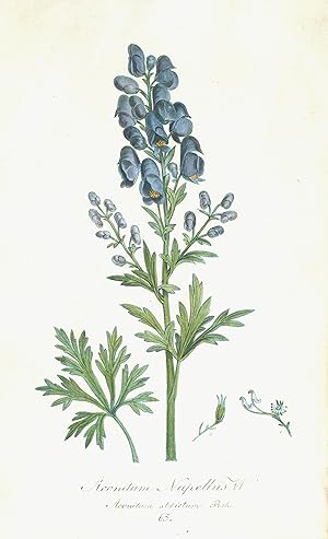 Aconitum Napellus W. (65), Sturmhut,Eisenhut.