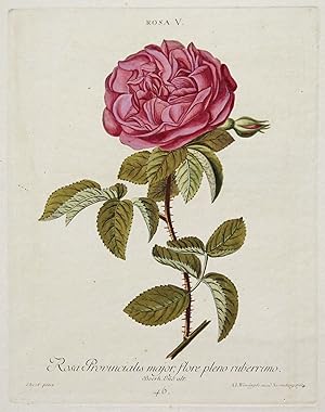 Rosa Provincialis major, flore pleno ruberrimo. Boerh. Ind. alt.