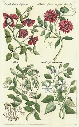 1. "Clematis cerulea et purpurea" - 2. ". pleno flore" - 3. "Perfoliata" - 4. Clematis sive perui...