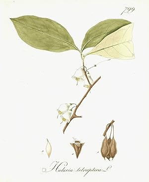 Halesia tetraptera L.