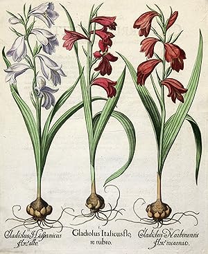 I. Gladiolus Italicus flore rubro II. Gladiolus Hispanicus flore albo III. Gladiolus Narbonensium...