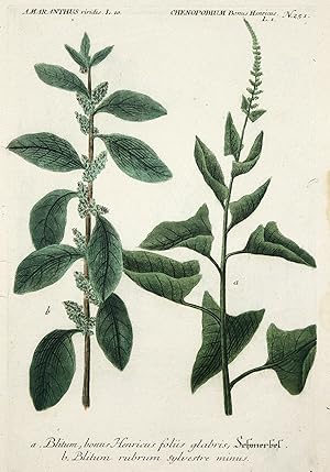 Guter Heinrich. "Amaranthus viridis - Chenopodium Bonus Henricus.".
