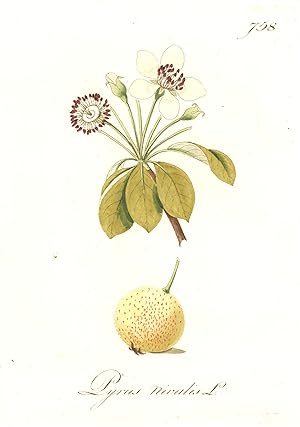 Bild des Verkufers fr Pyrus nivalis L. zum Verkauf von Antiquariat Clemens Paulusch GmbH