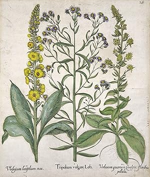 I. Tripolium vulgare Lob. II. Verbascum latifolium mas. und III. Verbascum quartumCaesalpin: flor...