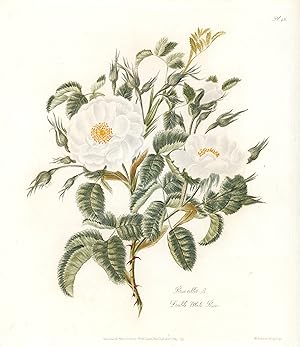 "Rosa alba - Double white rose".