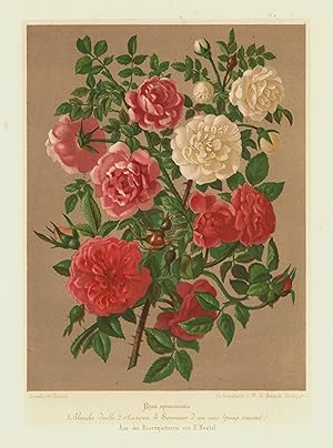 Image du vendeur pour "Rosa spinosissima. 1. Blanche double. 2. Aurora. 3. Souvenir d' uu ami ( pimp remont.)". mis en vente par Antiquariat Clemens Paulusch GmbH