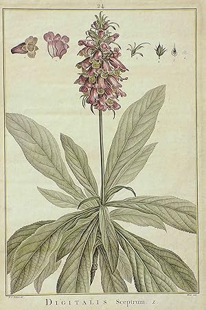 Seller image for Digitalis Sceptrum. L. for sale by Antiquariat Clemens Paulusch GmbH