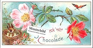 Imagen del vendedor de Bild zu dem Sammel-Album Stollwerk'sche Chocolade; fr Stollwerck's Sammel-Album - Gruppe 34 No. VI. (Heckenrose) - Rckseite als Postkarte ausgelegt a la venta por Walter Gottfried