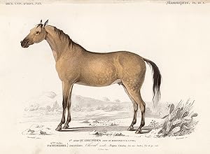 Bild des Verkufers fr Cheval arabe (equs caballus - 1/20 de gr. nat.). zum Verkauf von Antiquariat Clemens Paulusch GmbH