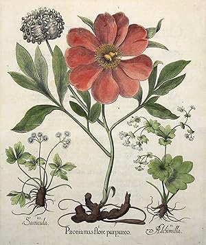 I Paeonia mas flor purpureo - II Alchimilla - III Sanicula - Pfingstrose - Frauenmantel - Waldkle...
