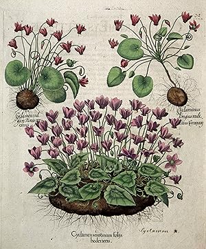 I. Cyclamen serotinum folijs hederaceis. II. Cyclaminus longius radicatus Camerarij. III. Cyclame...