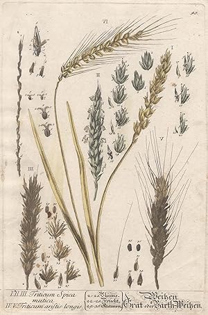 Bild des Verkufers fr Weitzen, Grt oder Barth-Weitzen. Triticum Spica mtica, Triticum aristis longis. zum Verkauf von Antiquariat Clemens Paulusch GmbH