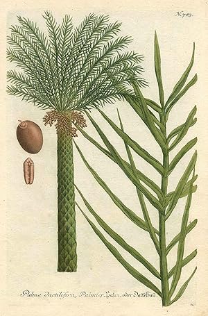 Palma dactilifera, Palmier, Palm, oder Dattelbau.