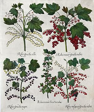 Johannisbeeren, "I. Ribes minor fructu rubro. II. Ribes vulgaris fructu rubro. III. Ribes fructu ...