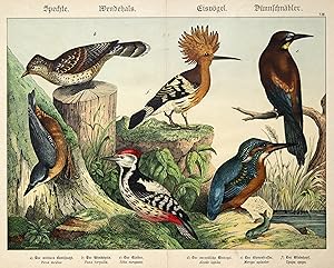 Bild des Verkufers fr Buntspecht - Wendehals - Kleiber - Eisvogel - Bienenfresser - Wiedehopf. zum Verkauf von Antiquariat Clemens Paulusch GmbH