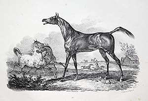 Bild des Verkufers fr Tobende Pferde auf der Koppel, im Vordergrund ein stehender Hengst von der Seite. zum Verkauf von Antiquariat Clemens Paulusch GmbH