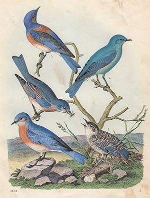 Bild des Verkufers fr Verschiedene Arten des nordamerikanischen Blauvogels. zum Verkauf von Antiquariat Clemens Paulusch GmbH