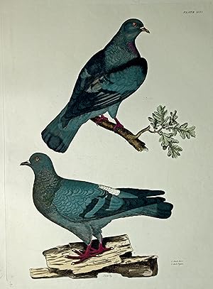 Stock Dove - Rock Pigeon - Brieftaube - Felsentaube.