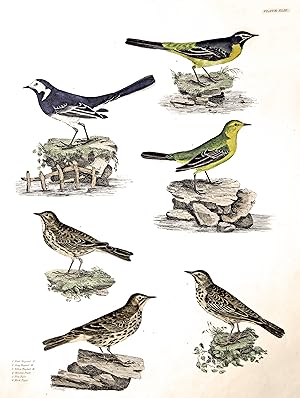 Pied Wagtail - Grey Wagtail - Yellow Wagtail - Meadow Pipit - Tree Pipit - Rock Pipit .